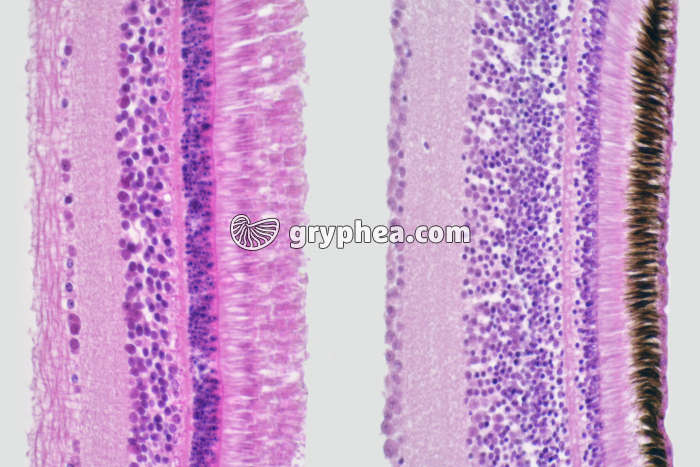 Rétines d'oiseaux comparaison diurne-nocturne x40 - gryphea.org